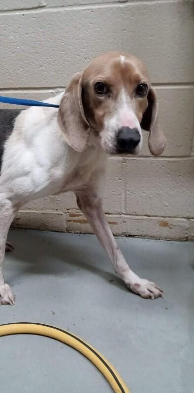 Enlarge Blue, a Adoptable Treeing Walker Coonhound in Burgaw, NC image 3/3