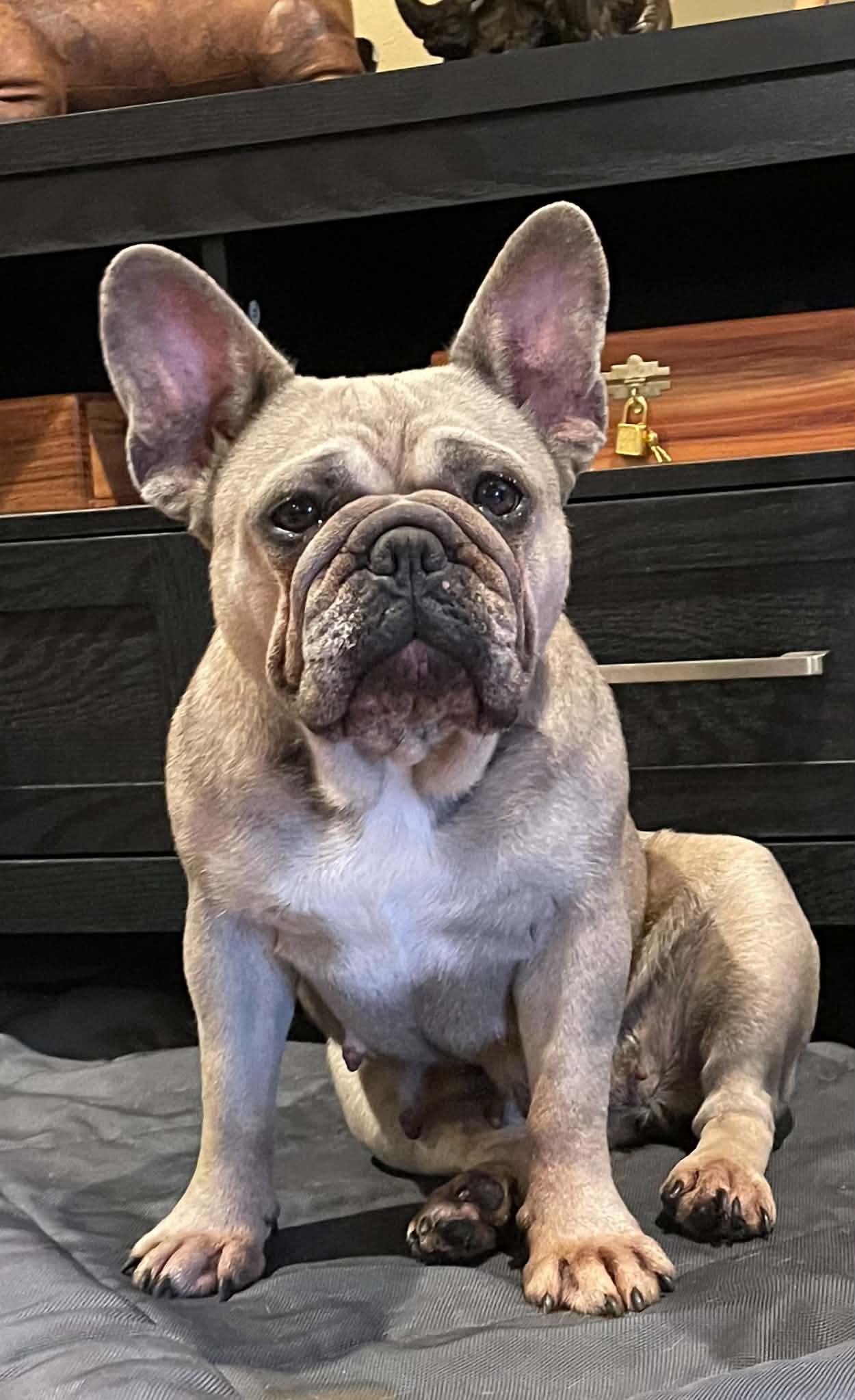 Joy, adopted, Adult Female French Bulldog.