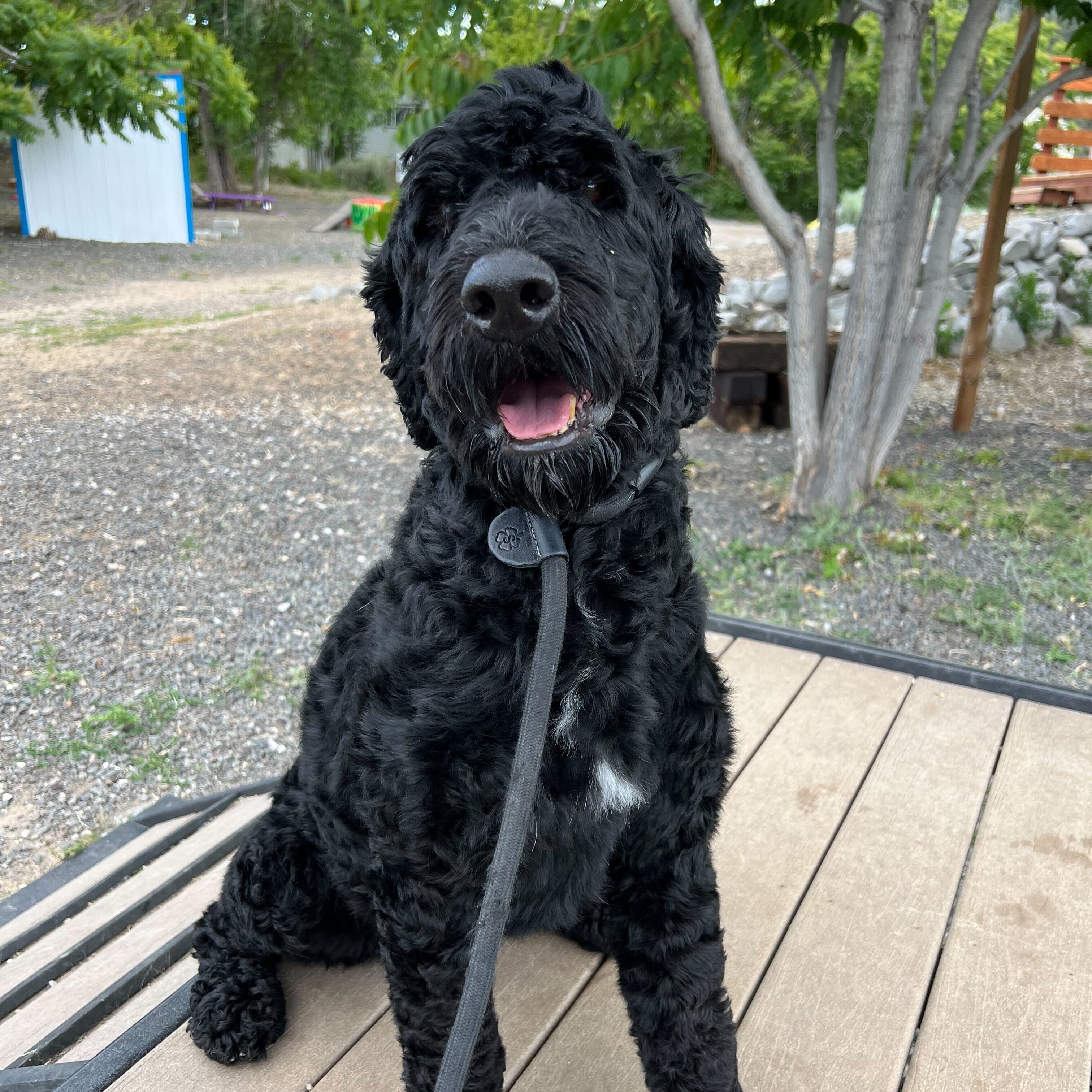 Dazz, a Adoptable Portuguese Water Dog in Washoe Valley, NV image 2/2