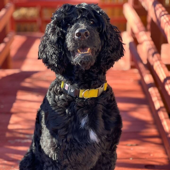 Dazz, a Adoptable Portuguese Water Dog in Washoe Valley, NV image 1/2