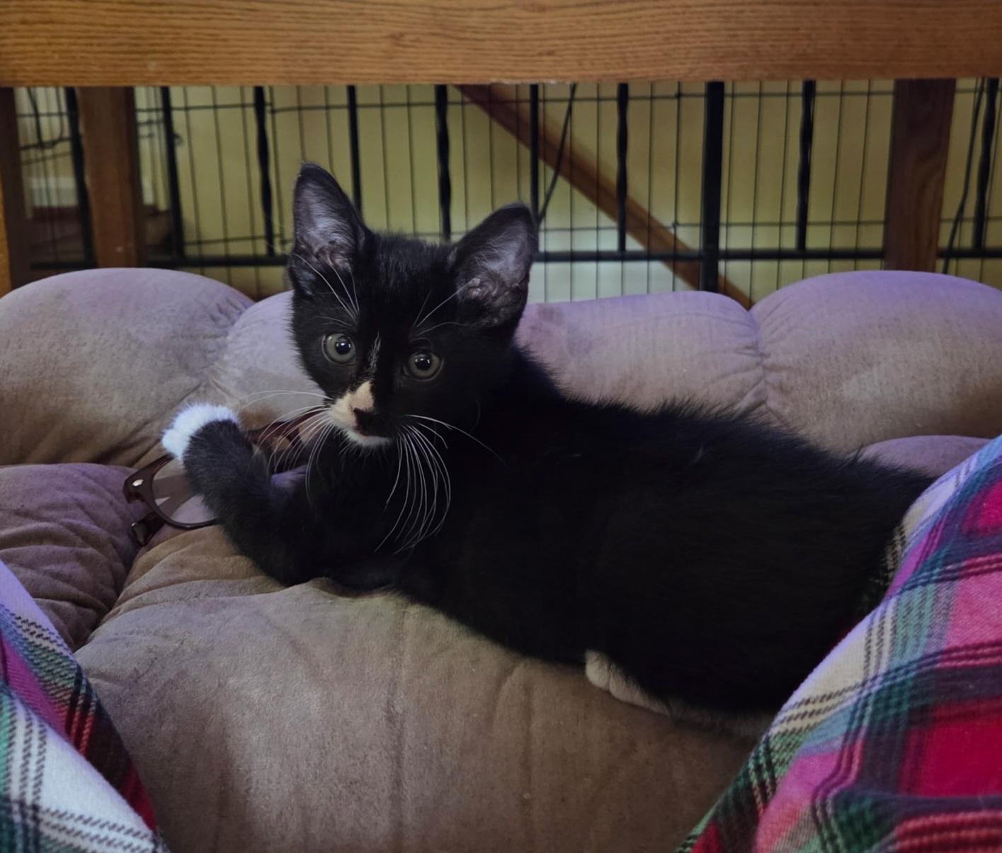 Ezekiel, Adopted, Kitten Male Domestic Short Hair.