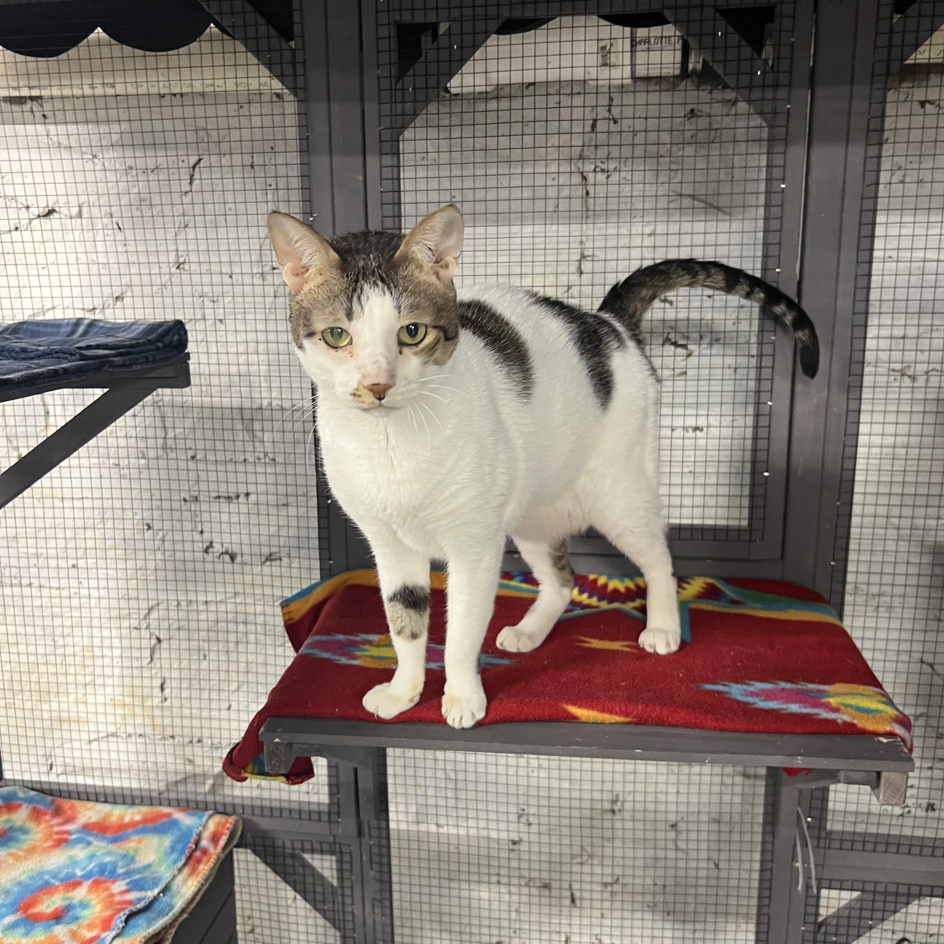 Enlarge Ollie, a ADOPTABLE Egyptian Mau in Altoona, PA image 1/2