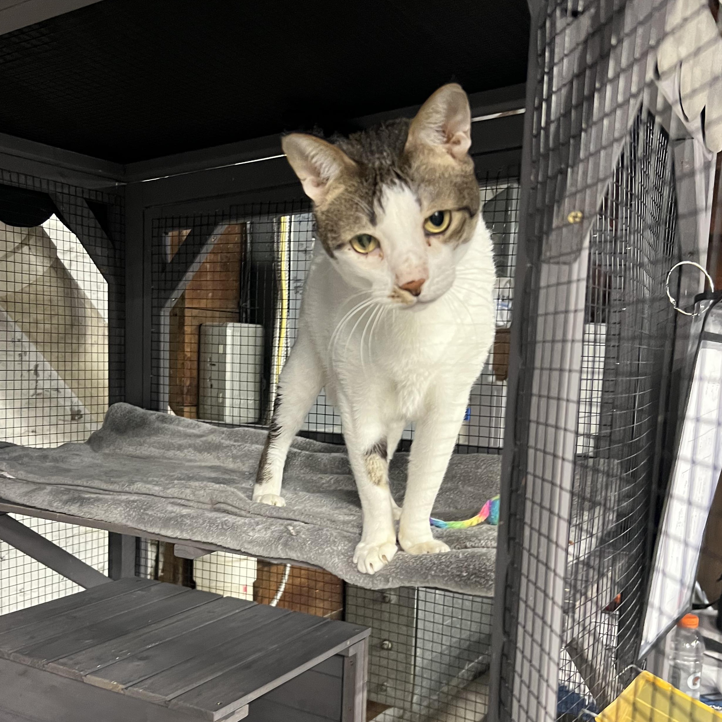 Enlarge Ollie, a ADOPTABLE Egyptian Mau in Altoona, PA image 2/2