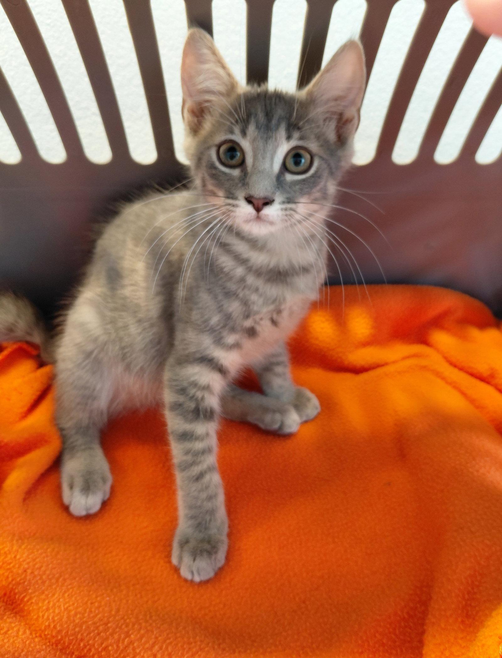 Yoda, Adoptable, Young Male American Bobtail.