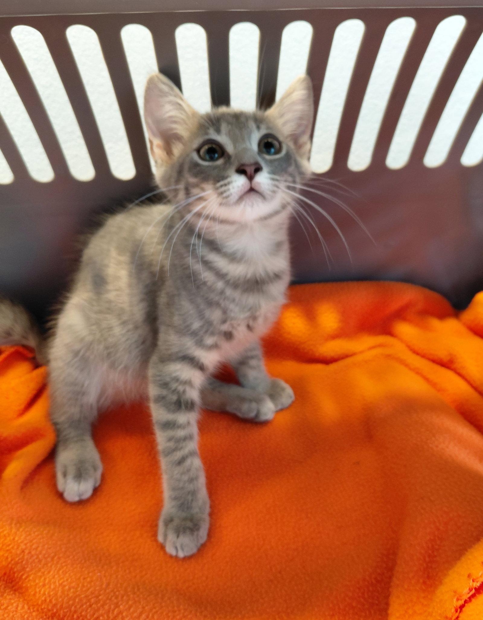 Yoda, a Adoptable American Bobtail in St. Cloud, FL image 2/2
