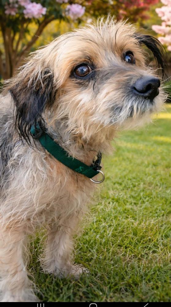 Benny, a Adoptable mixed breed in Bonifay, FL image 1/3