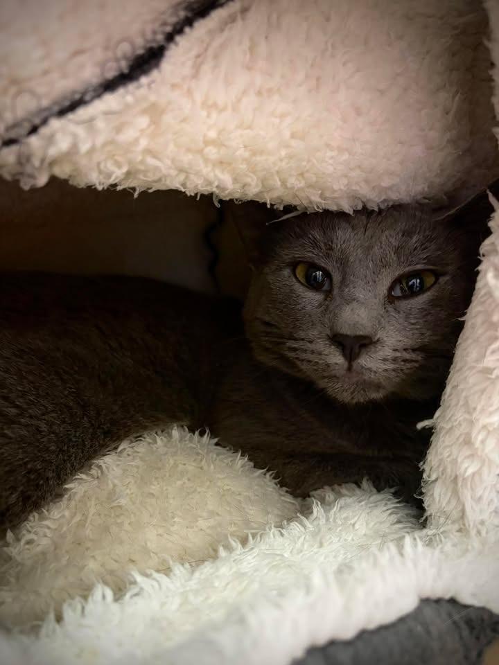 Pebbles, Adoptable, Adult Female Domestic Short Hair.