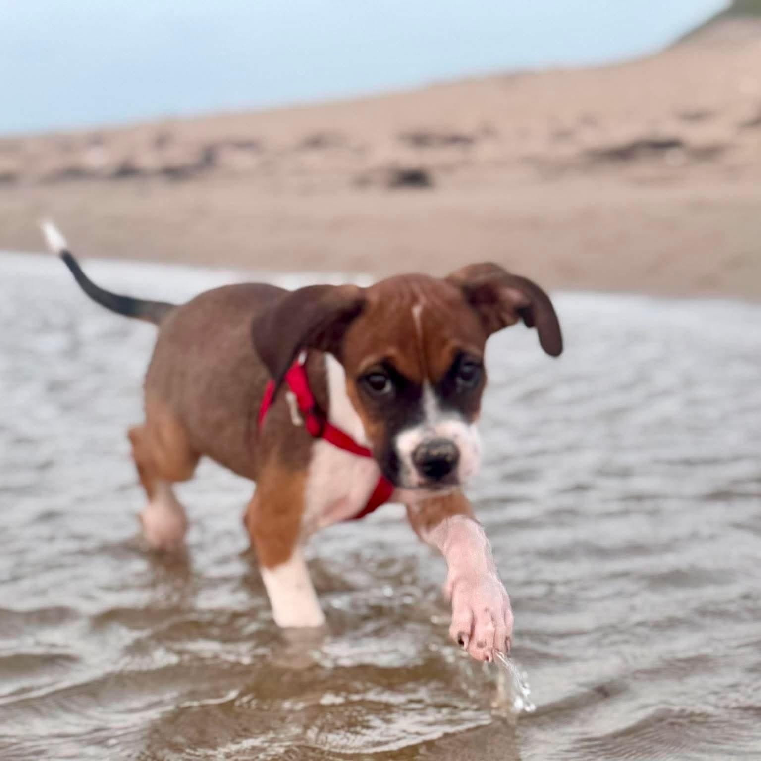 Enlarge Benny, a Adoptable Mixed Breed in Portland, ME image 2/6