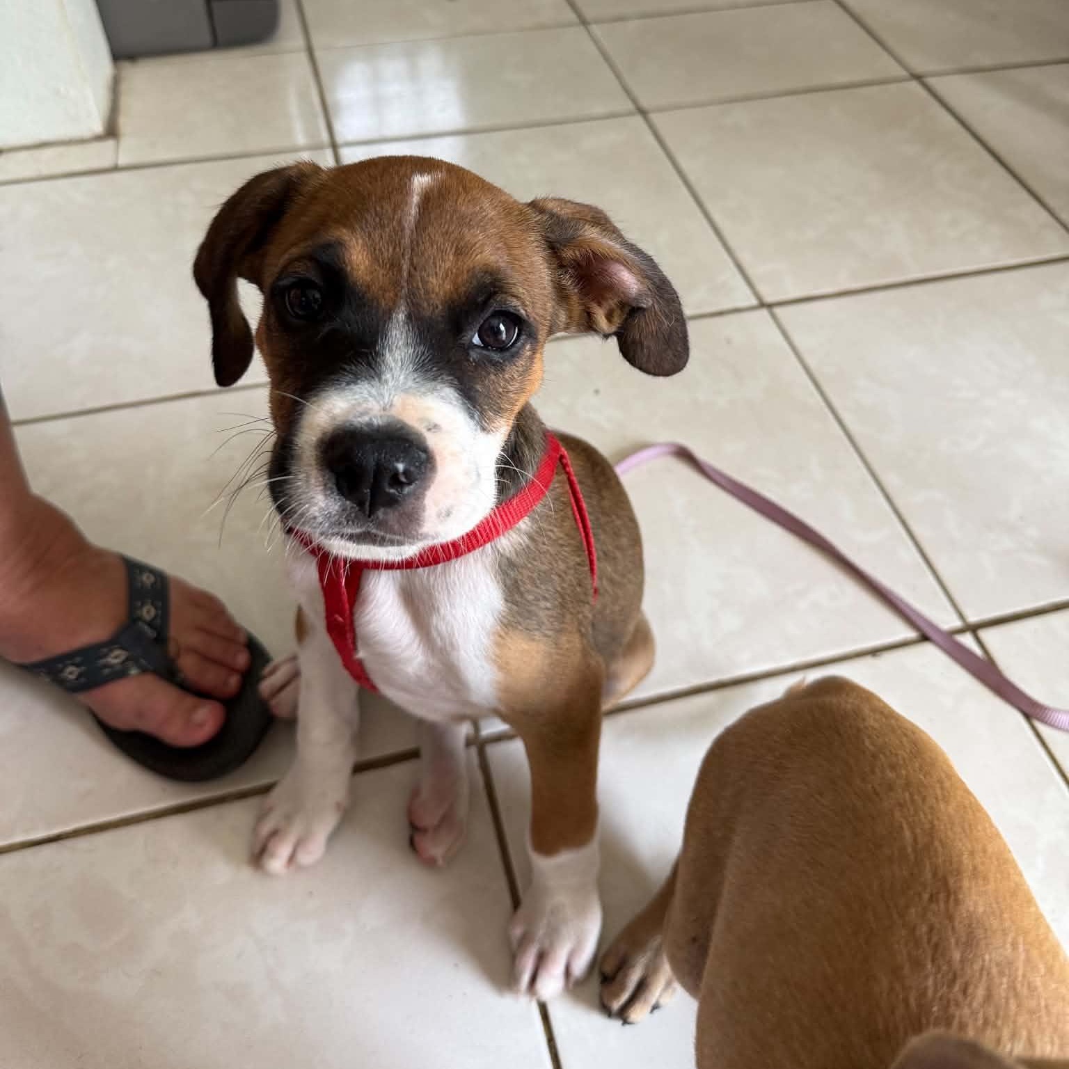 Enlarge Benny, a Adoptable Mixed Breed in Portland, ME image 4/6