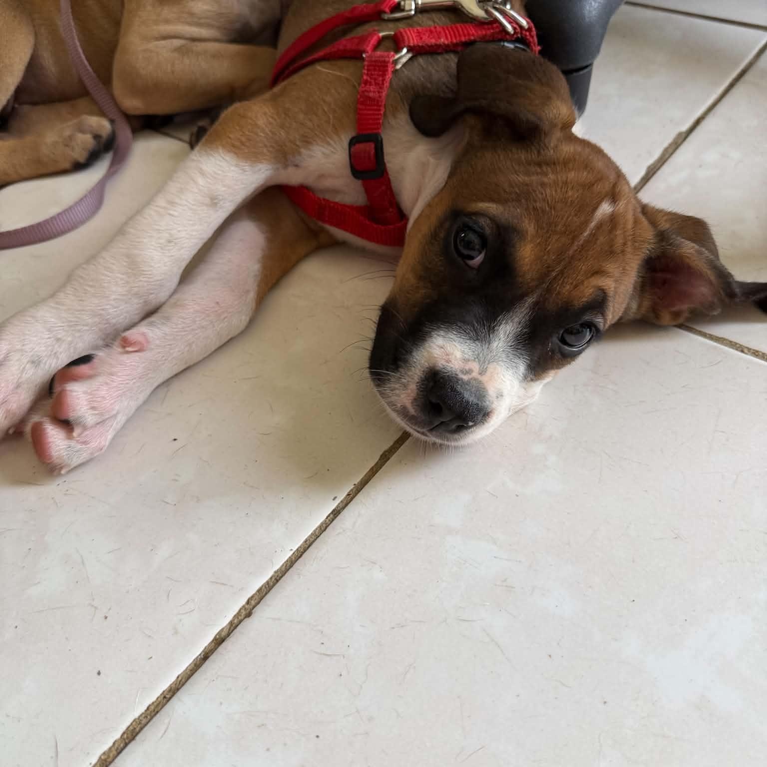 Enlarge Benny, a Adoptable Mixed Breed in Portland, ME image 6/6