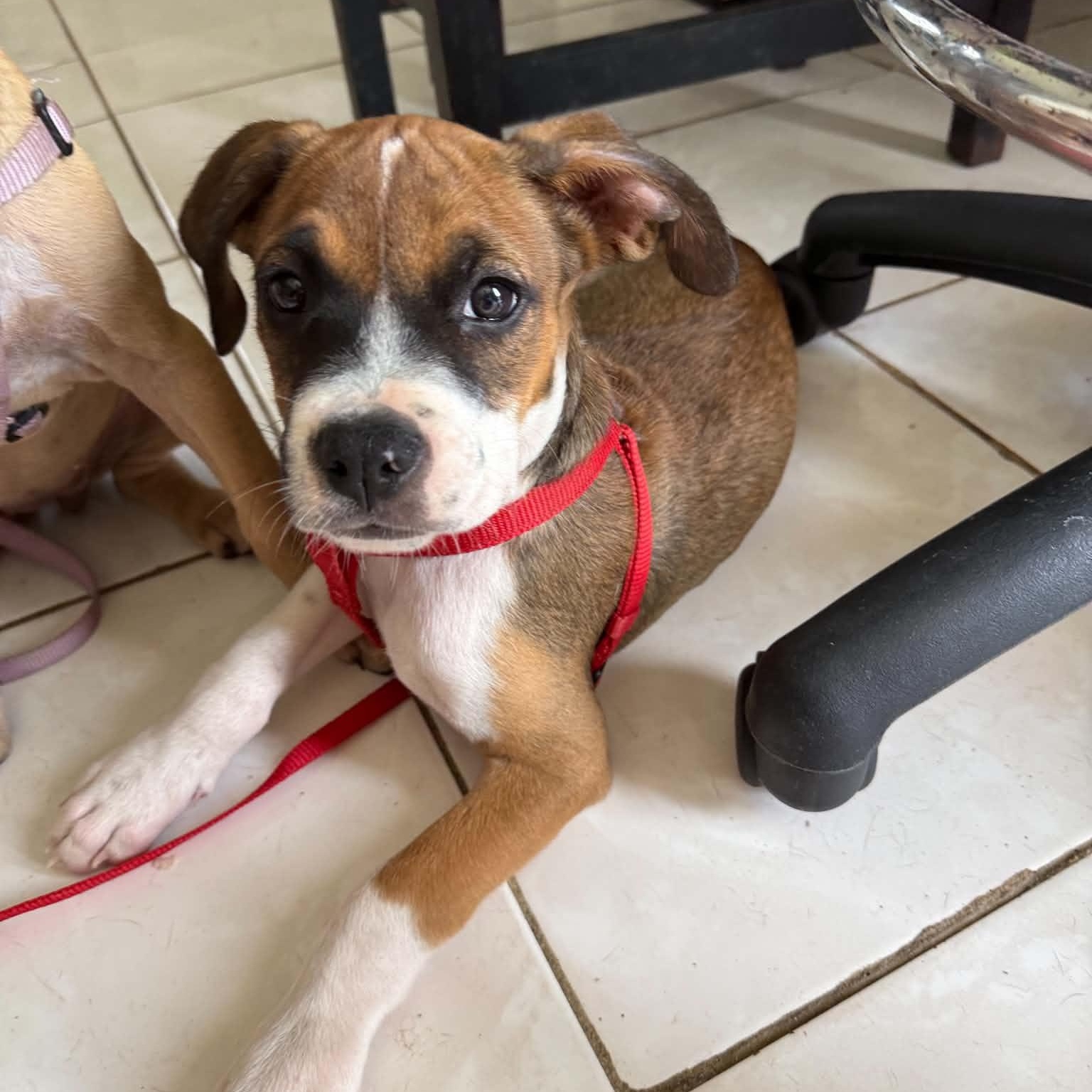 Enlarge Benny, a Adoptable Mixed Breed in Portland, ME image 5/6