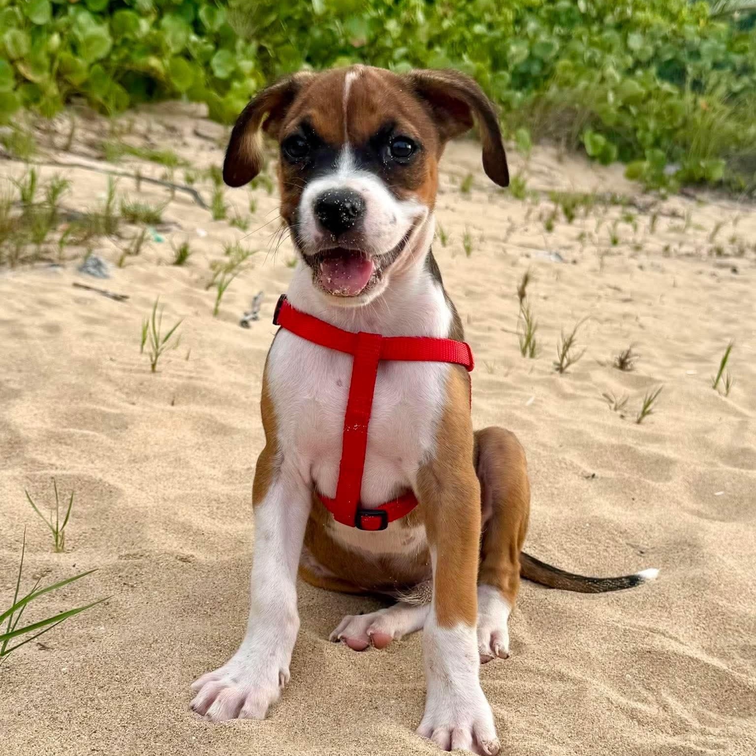 Enlarge Benny, a Adoptable Mixed Breed in Portland, ME image 3/6