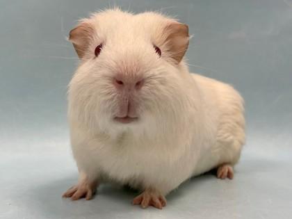 Boop, Adoptable, Adult Male Guinea Pig.