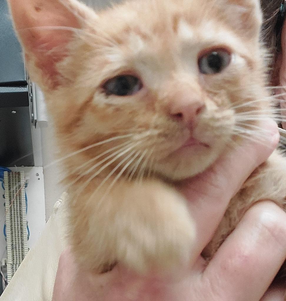 Shilo, Adoptable, Kitten Male Domestic Short Hair.