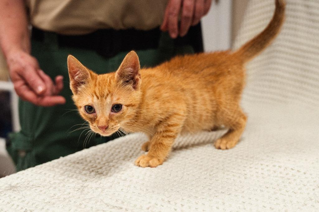 Shilo, a Adoptable mixed breed in Mocksville, NC image 4/6
