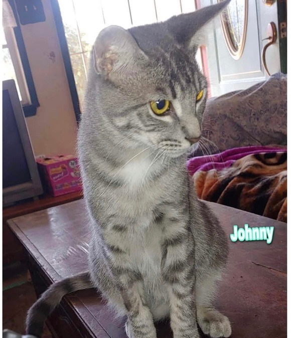 Enlarge Johnny, a Adoptable Domestic Short Hair in Covina , CA image 1/2