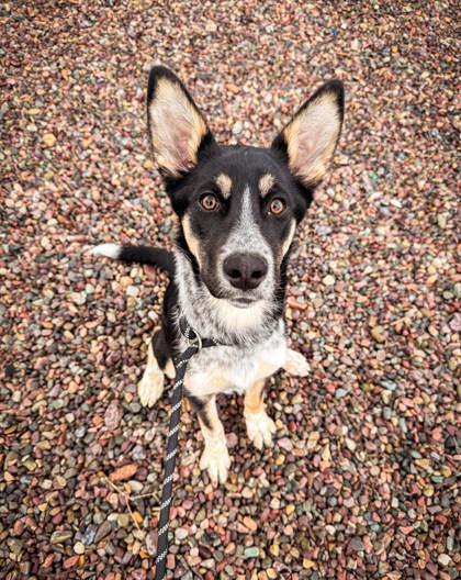 Lucille, ADOPTABLE, Young Female Mixed Breed.