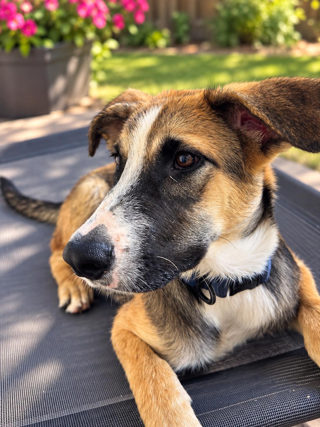 Enlarge Pretzel, a Adopted German Shepherd Dog in Denver, CO image 4/4