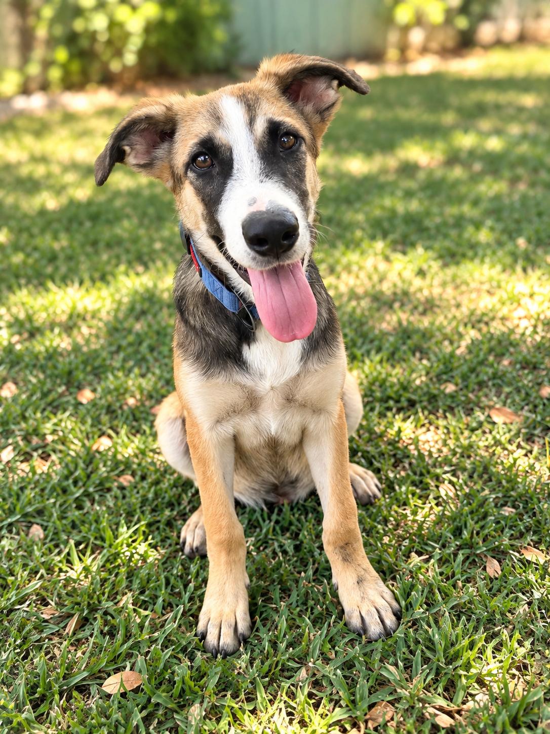 Pretzel, Adopted, Puppy Male German Shepherd Dog.