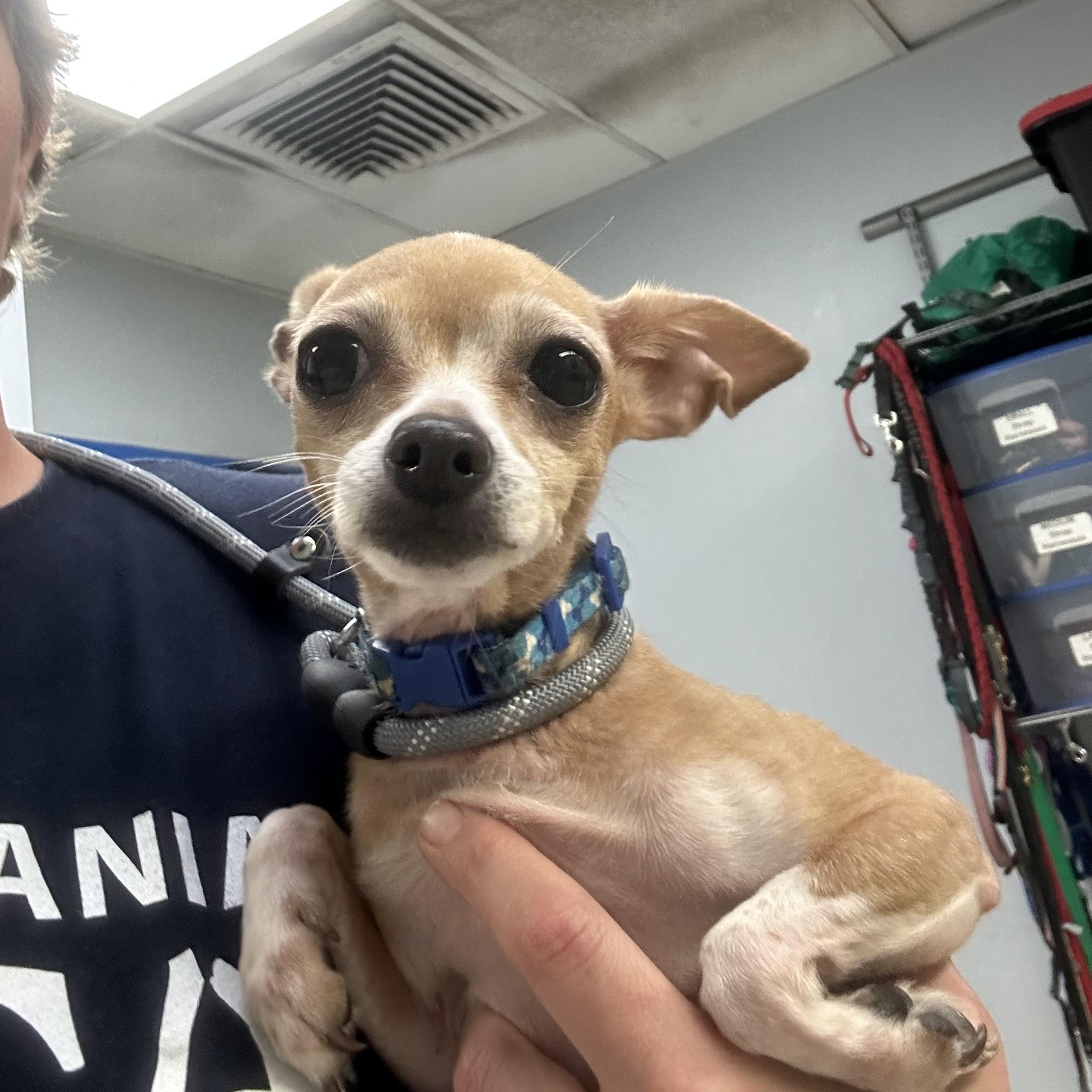 Sweet Pea, Adopted, Adult Female Chihuahua.