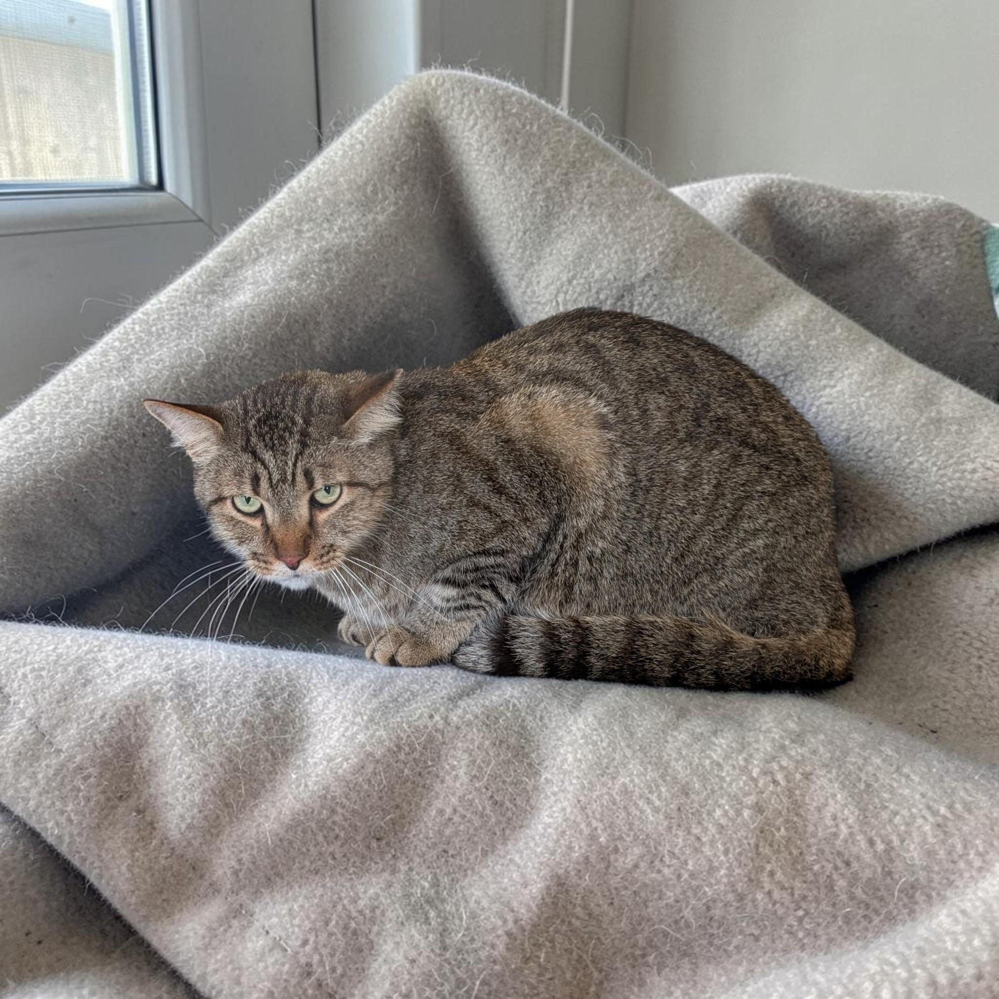 Kaz, Adoptable, Adult Male Tabby.