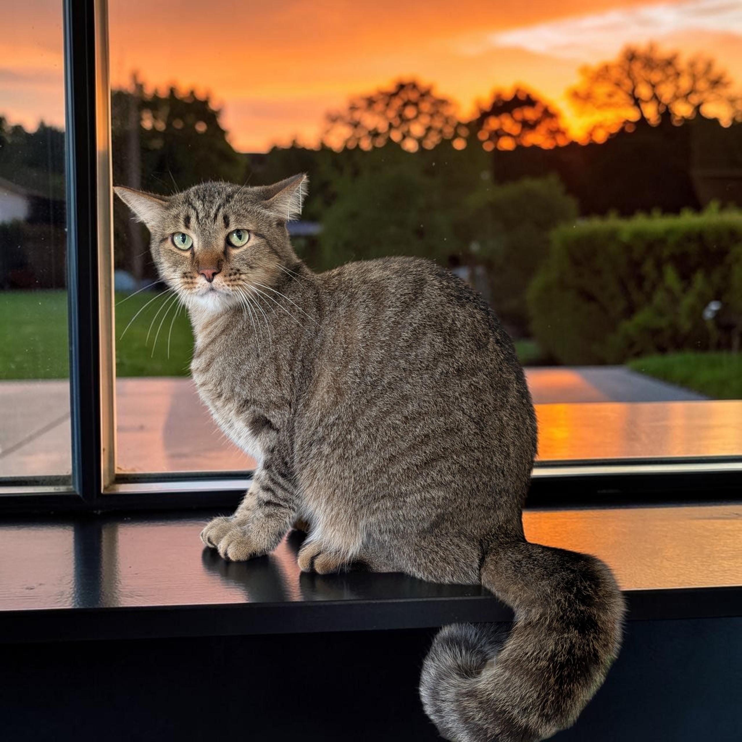 Enlarge Kaz, a Adoptable Tabby in Greenwich, CT image 2/2