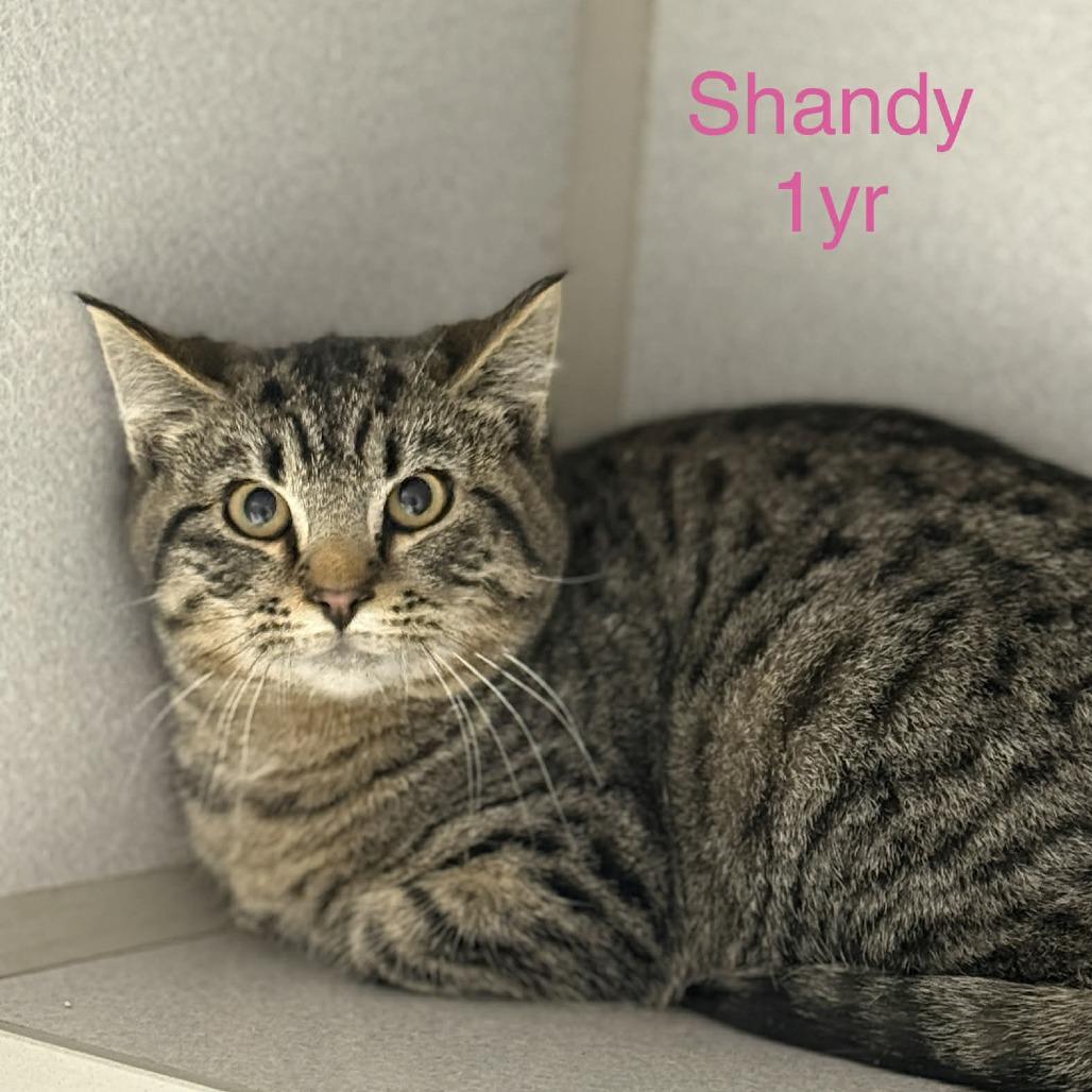 Shandy — thumbnail 2