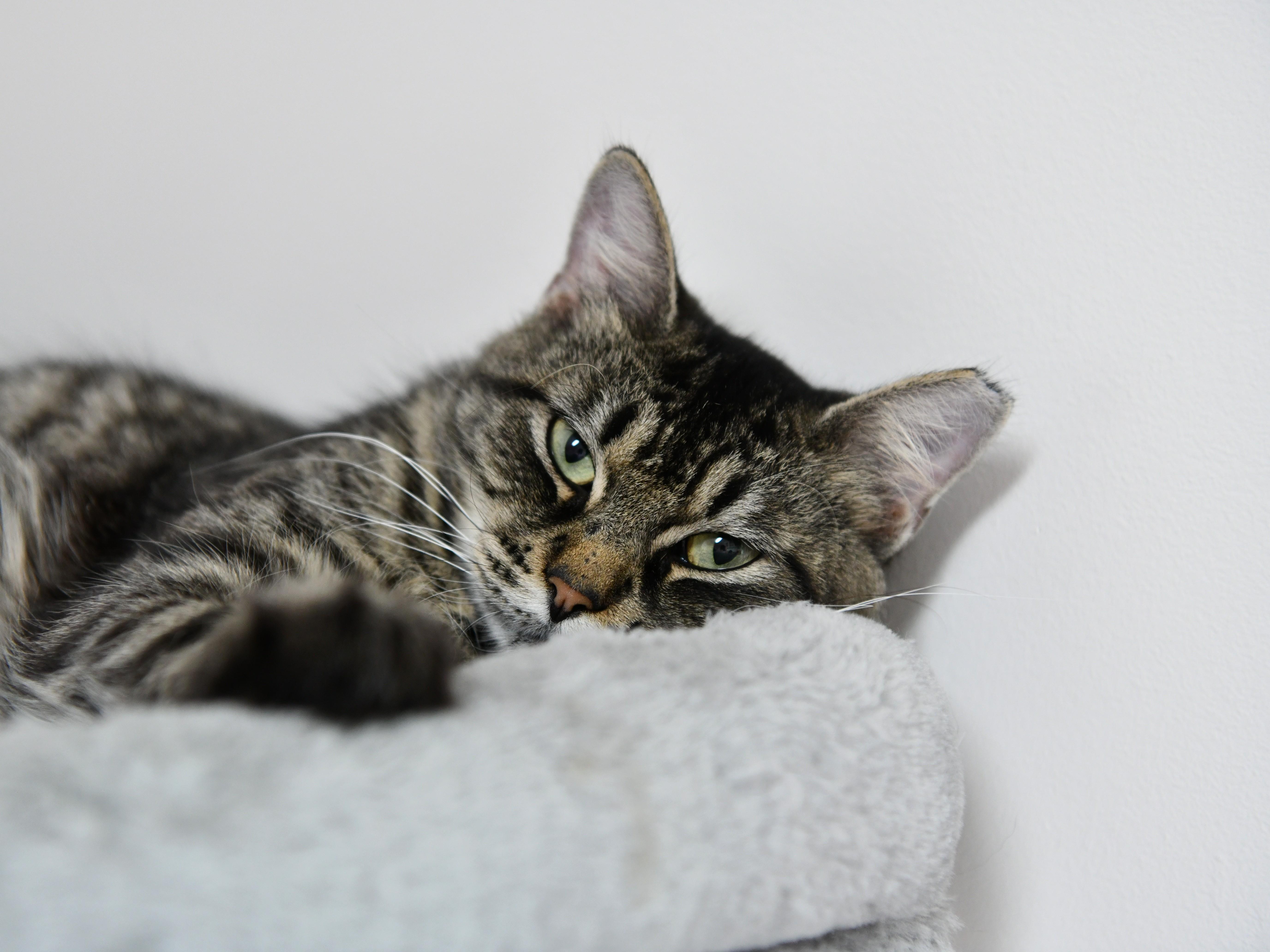 Enlarge Peppermint, a ADOPTABLE American Bobtail in Fairhope, AL image 1/1