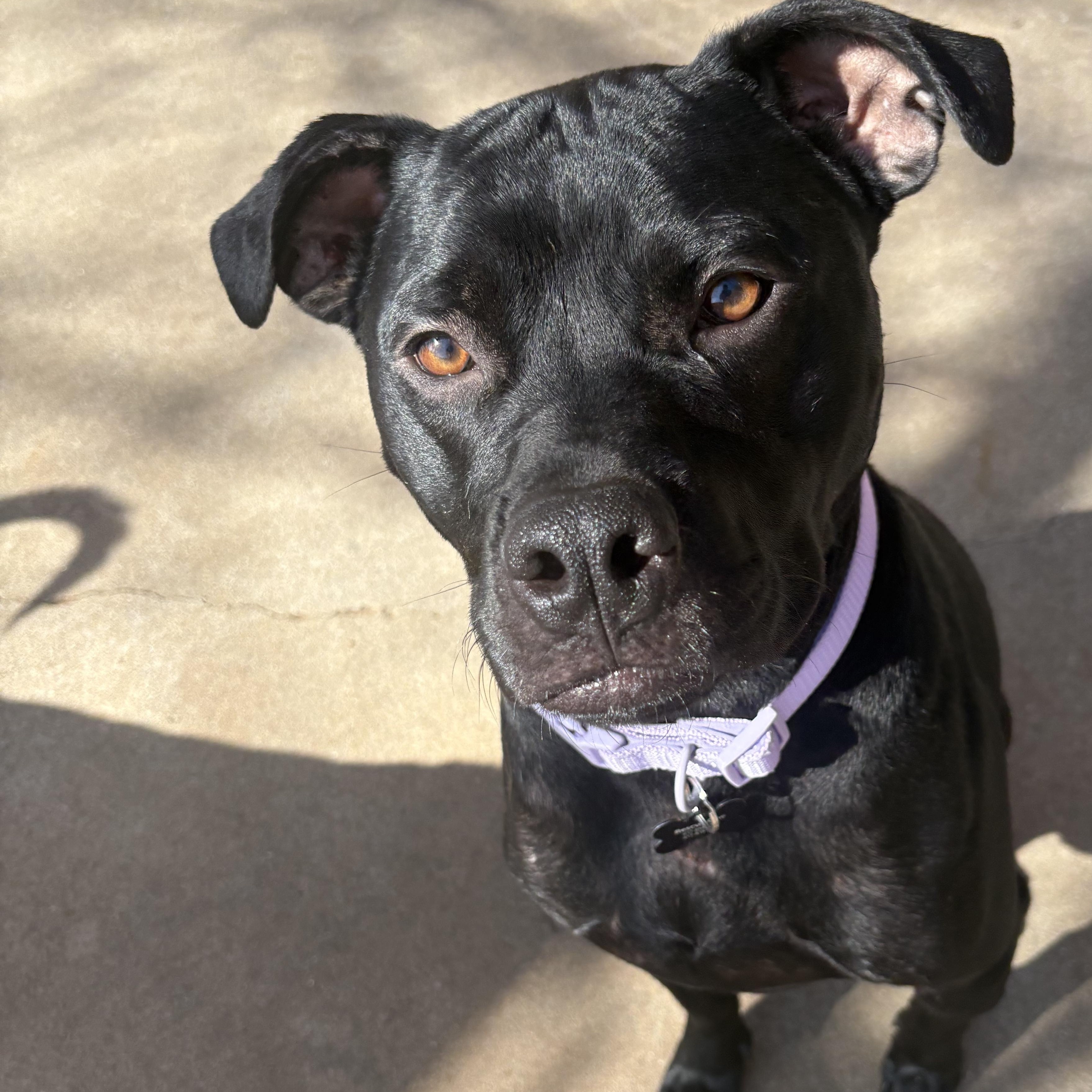 Violet — thumbnail 2