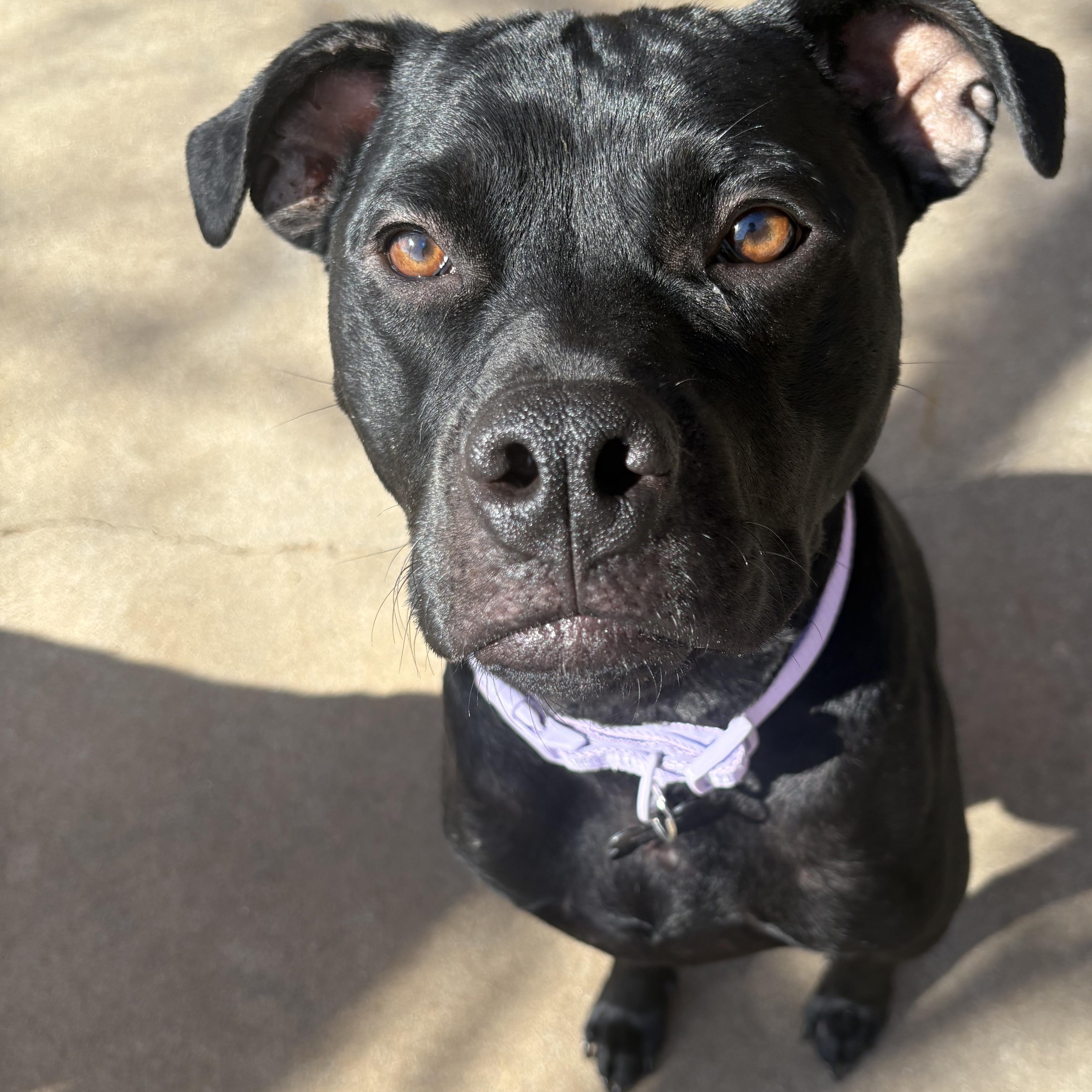 Violet — thumbnail 4