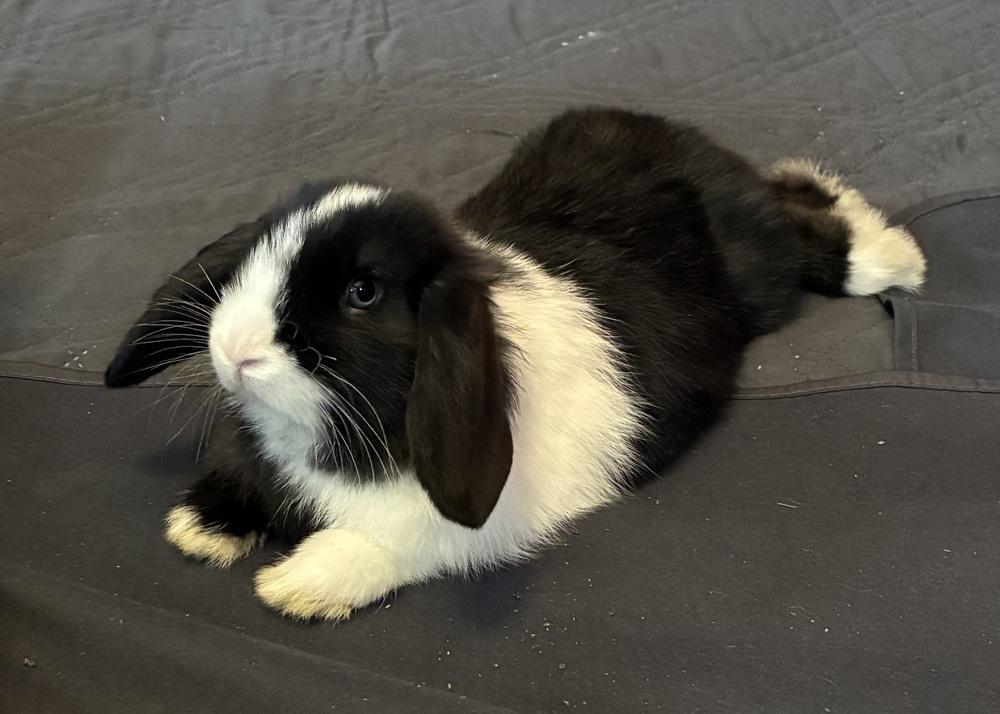 Elf, Adopted, Young Male Holland Lop.