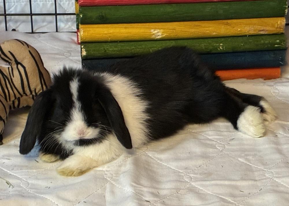 Enlarge Elf, a Adopted Holland Lop in Westford, MA image 2/3