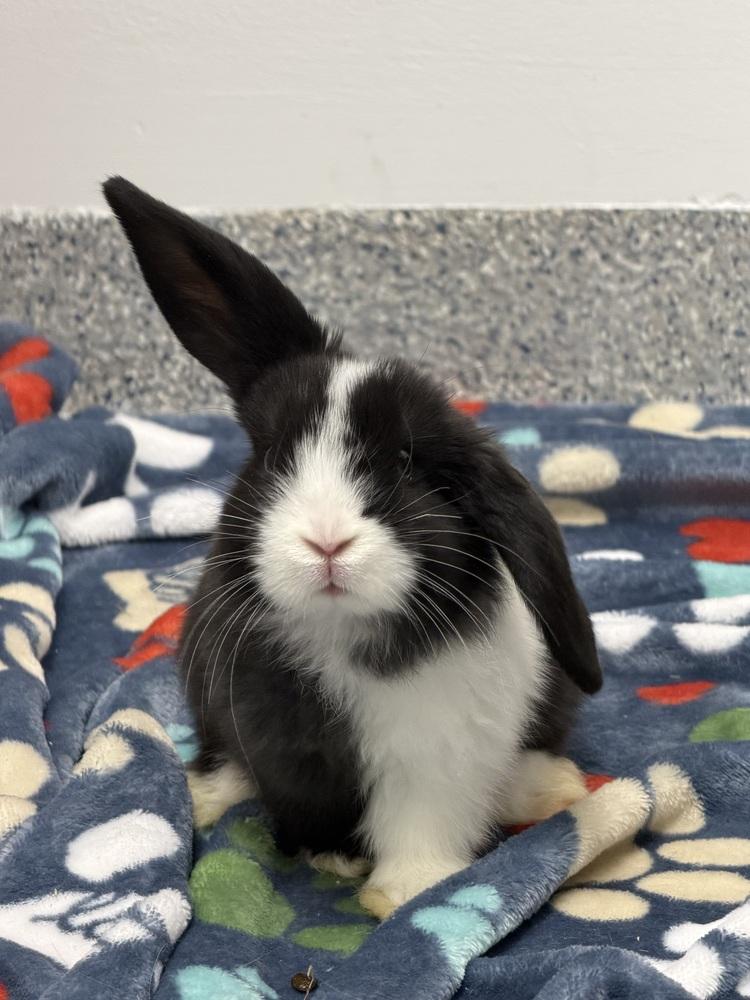 Enlarge Elf, a Adopted Holland Lop in Westford, MA image 3/3