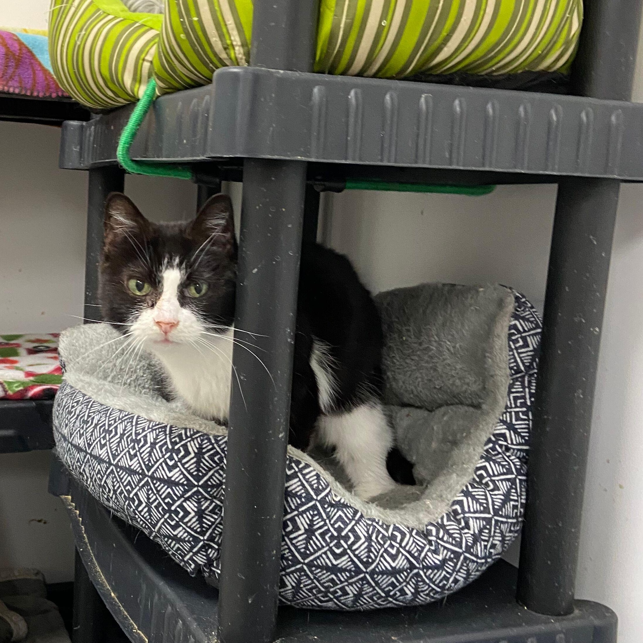 ShyAnne, a Adoptable Tuxedo in Peru, IN image 3/5