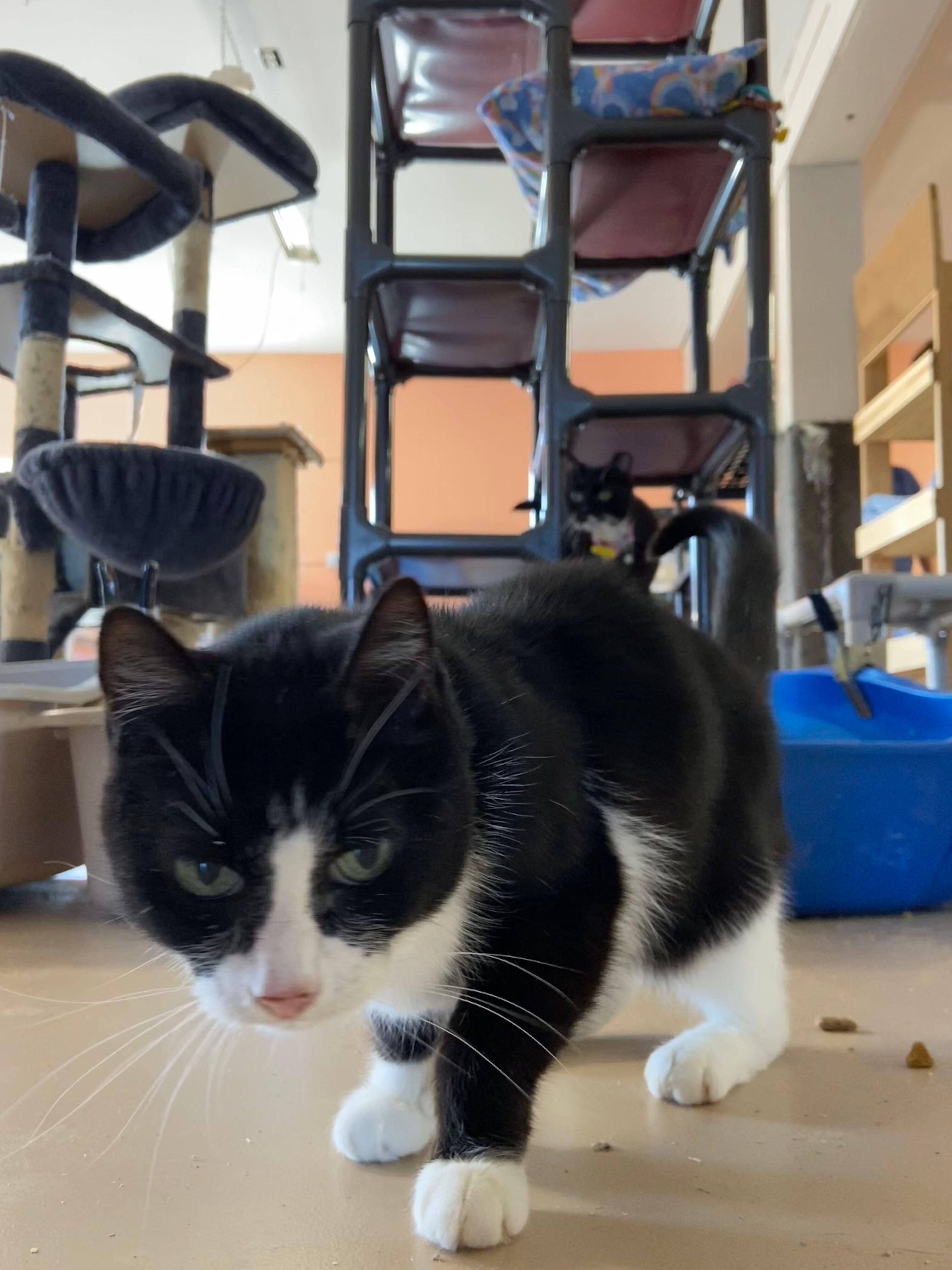 ShyAnne, a Adoptable Tuxedo in Peru, IN image 5/5