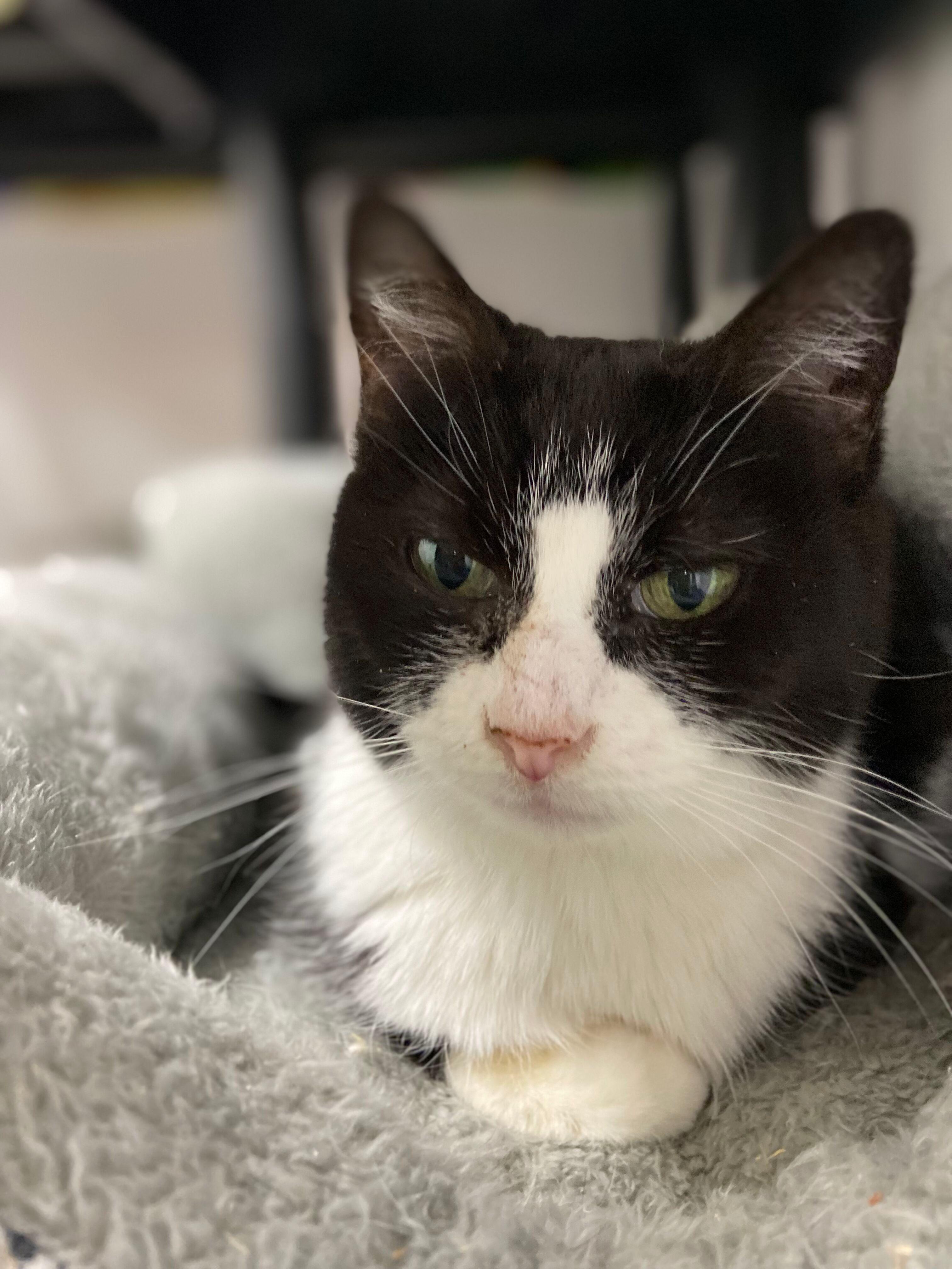 ShyAnne, Adoptable, Adult Female Tuxedo.