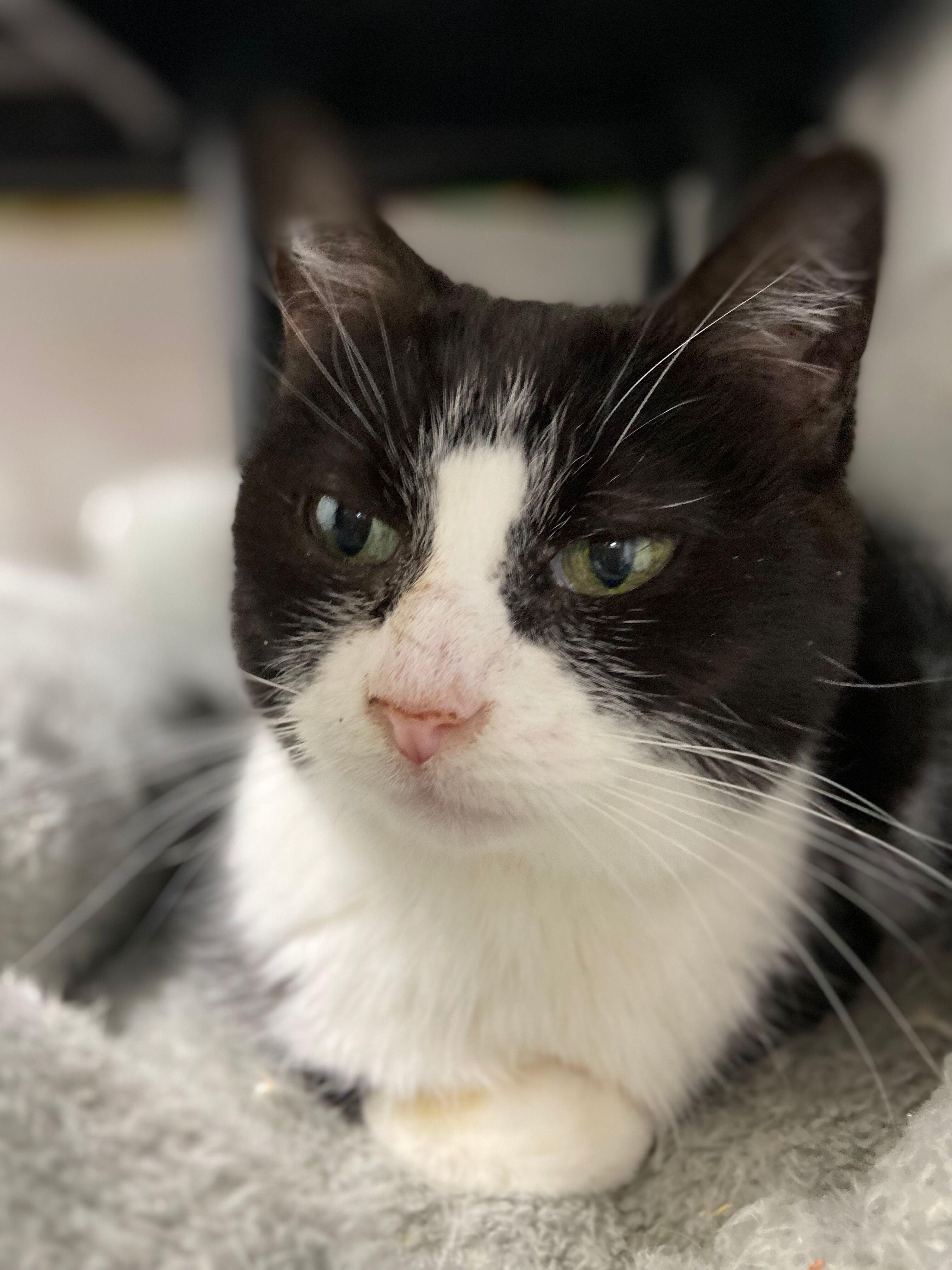 ShyAnne, a Adoptable Tuxedo in Peru, IN image 2/5