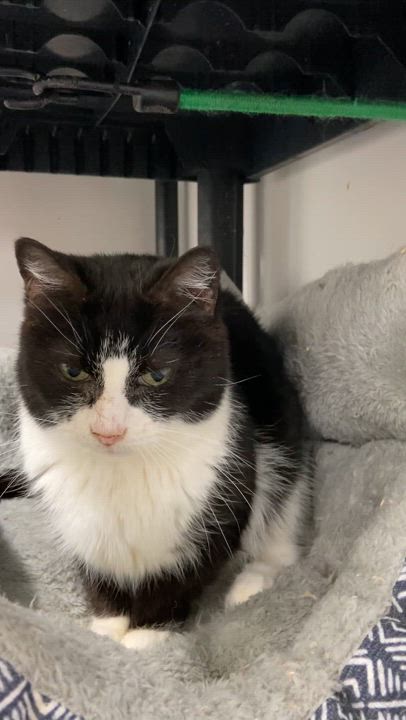 Enlarge ShyAnne, a Adoptable Tuxedo in Peru, IN video 4/5