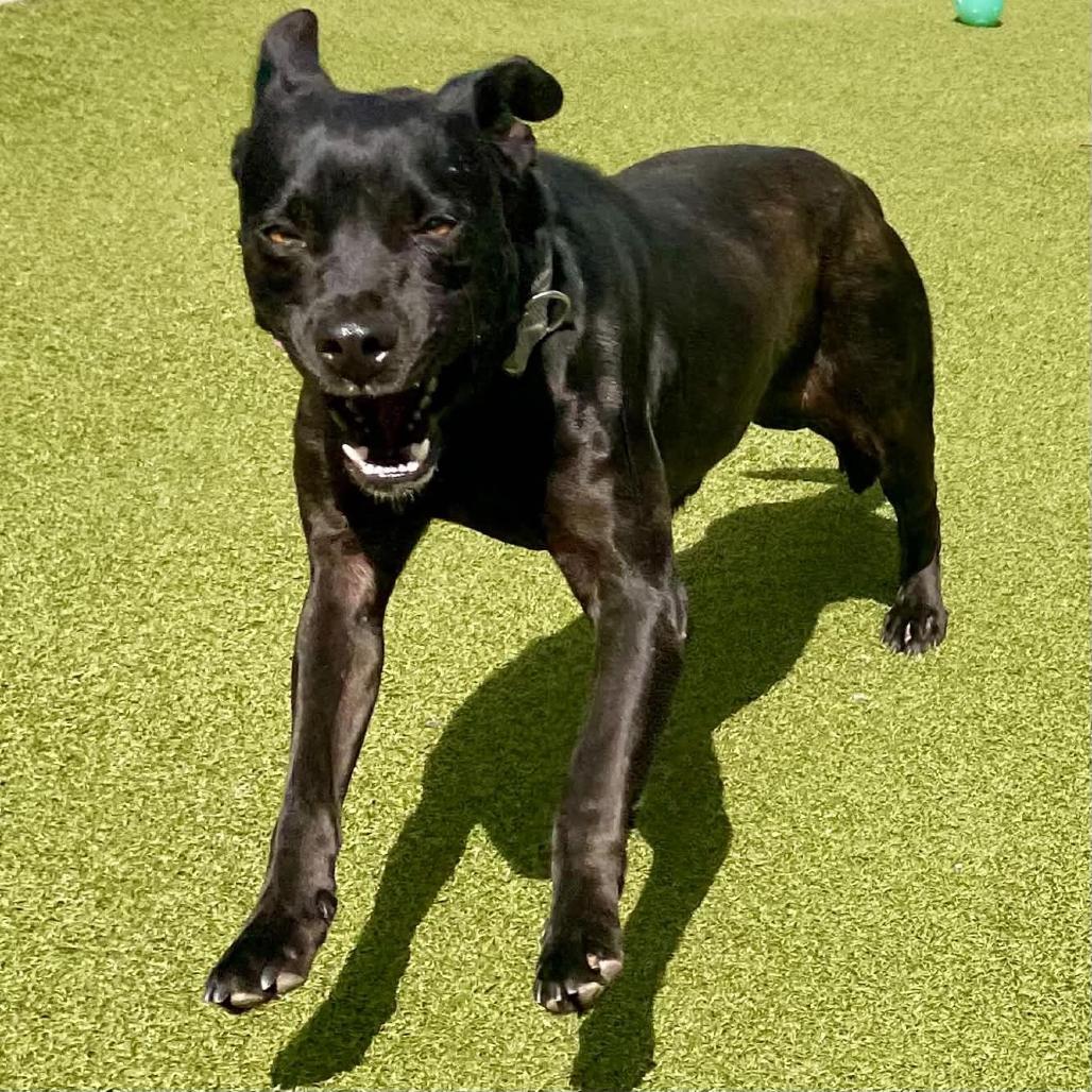 Mae, Adoptable, Adult Female Mixed Breed.