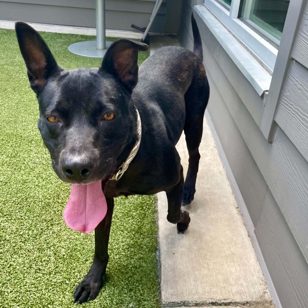 Mae, a Adoptable Mixed Breed in Greensboro, NC image 2/5