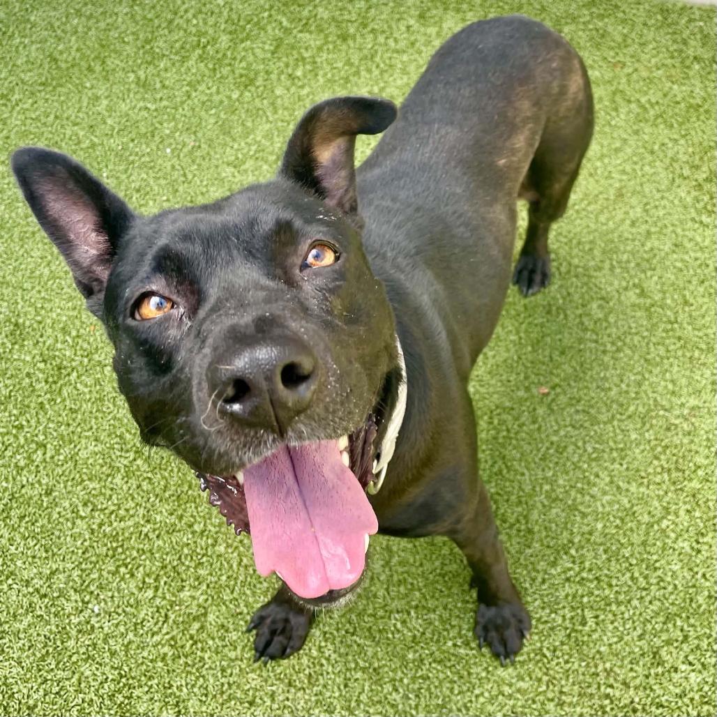 Mae, a Adoptable Mixed Breed in Greensboro, NC image 3/5