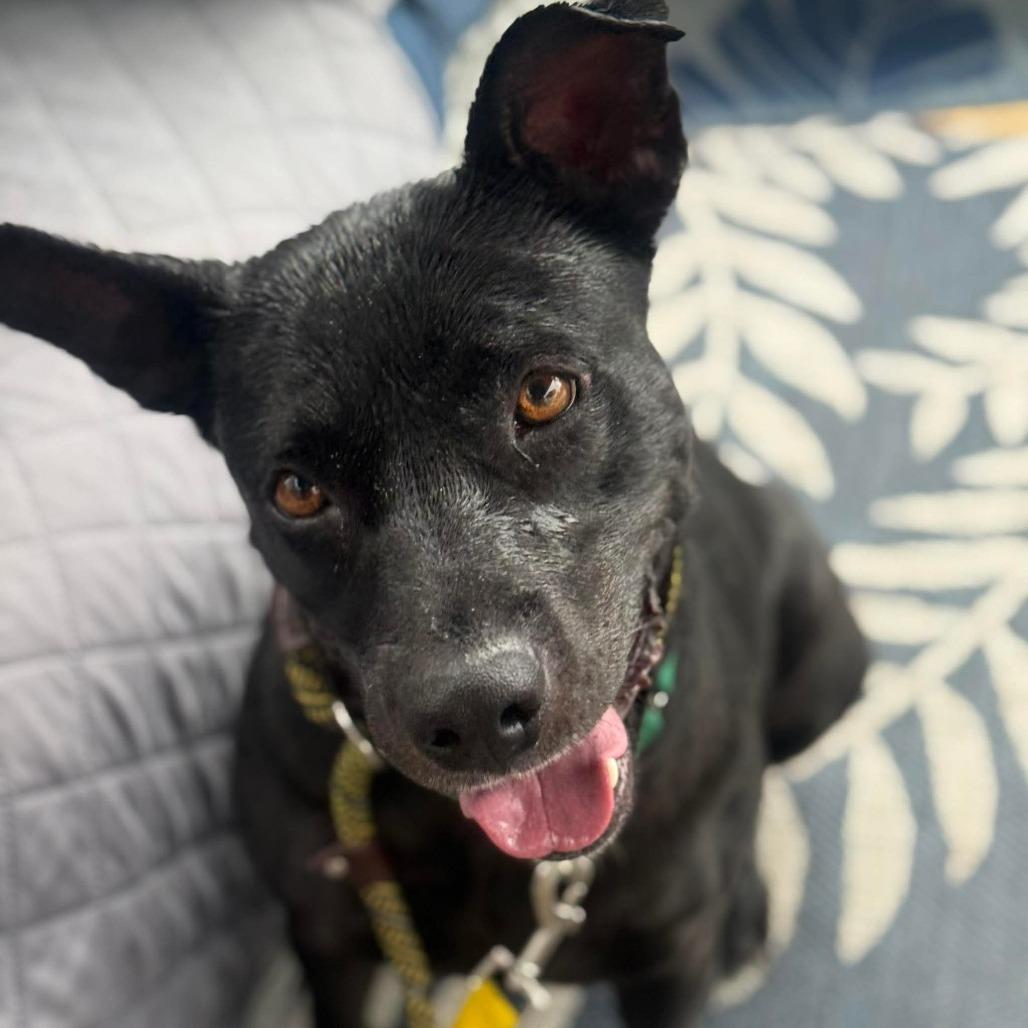 Mae, a Adoptable Mixed Breed in Greensboro, NC image 4/5