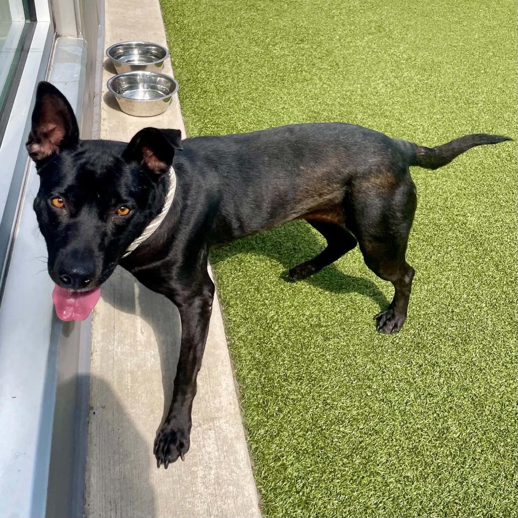 Mae, a Adoptable Mixed Breed in Greensboro, NC image 5/5