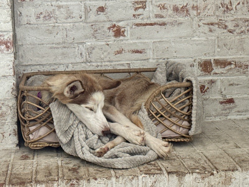 Dog for adoption Lavender Lovable Jean the tiny Husky, a Husky