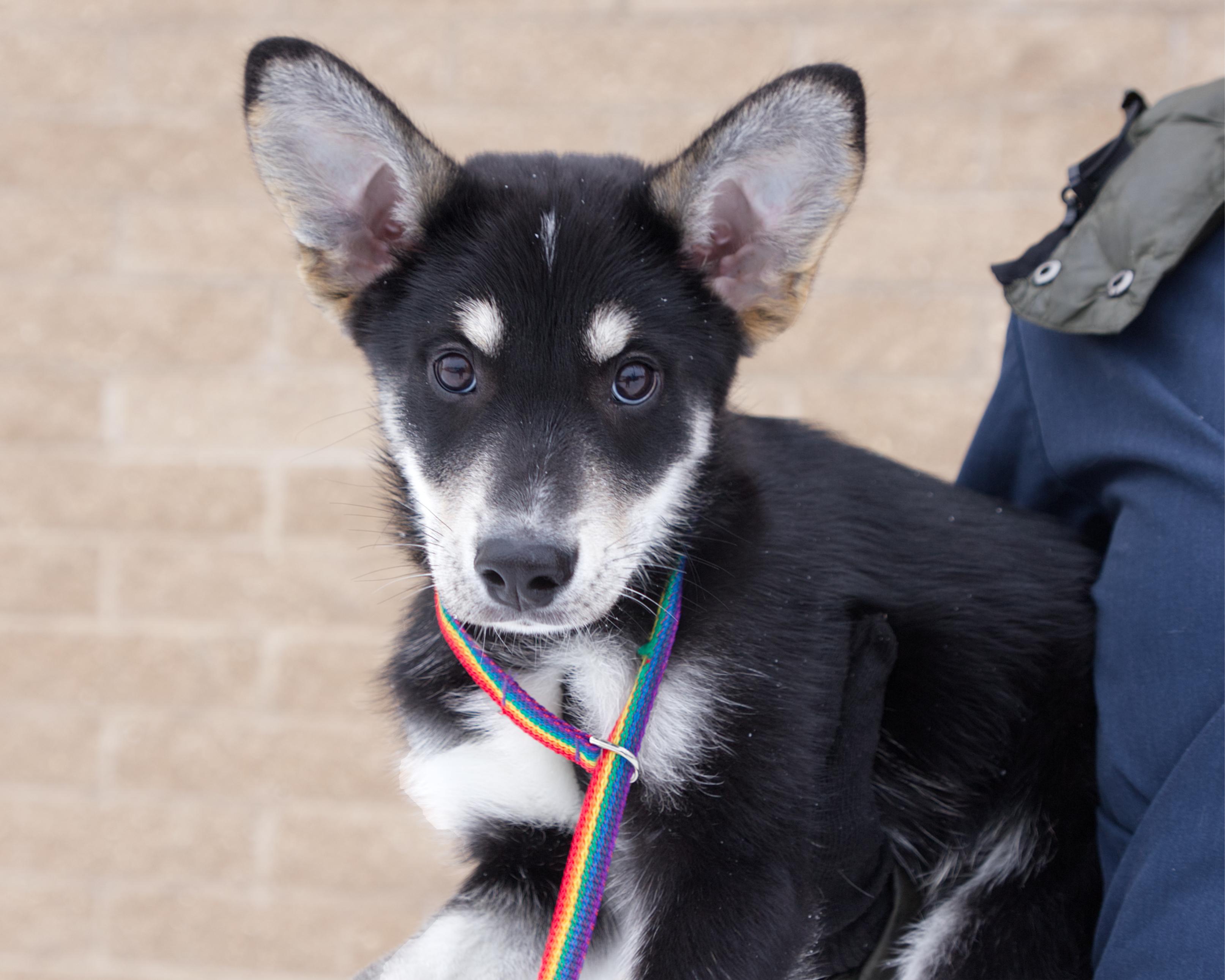 Enlarge Kuro, an adoptable mixed breed in Winnipeg, MB image 1/3