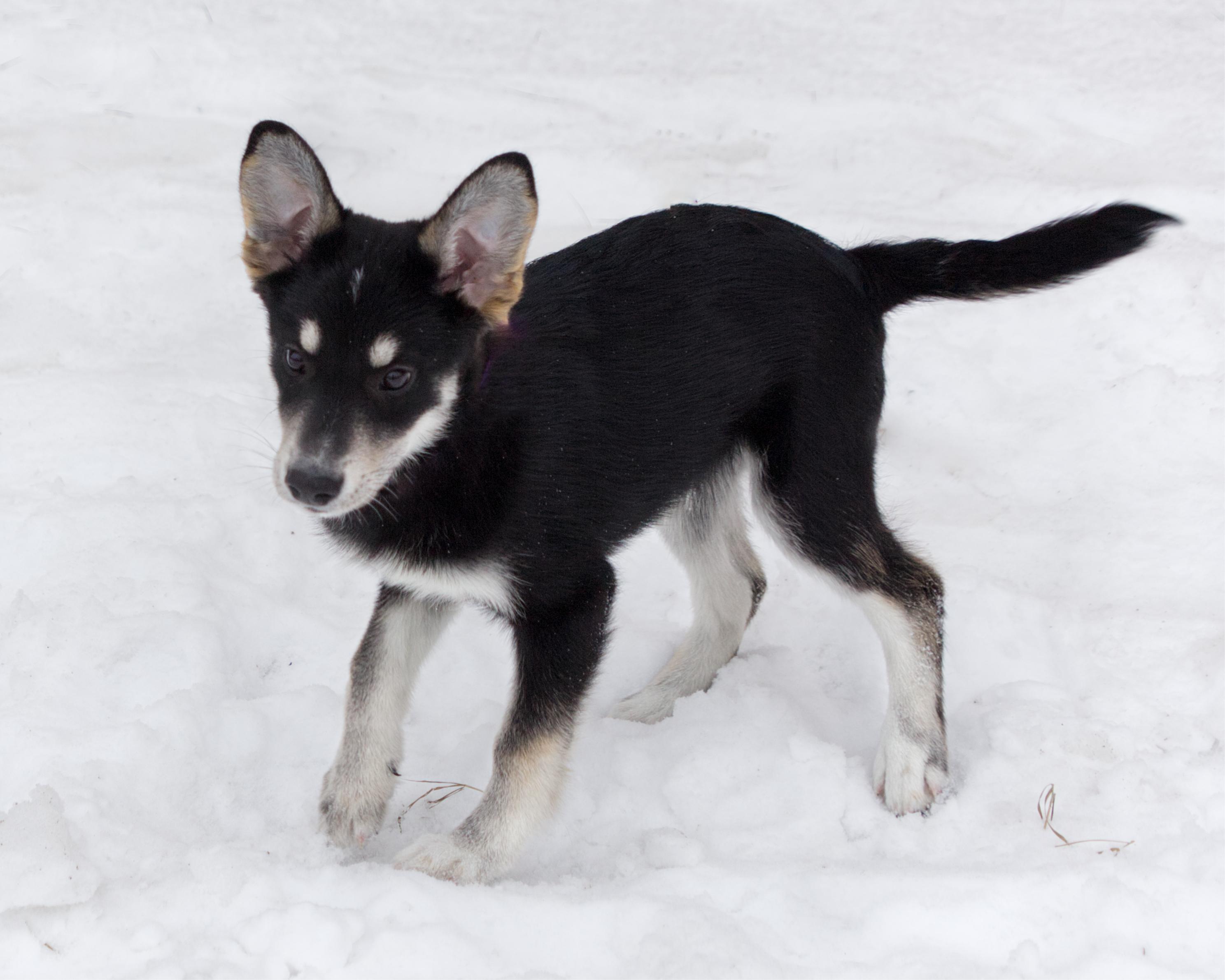 Enlarge Kuro, an adoptable mixed breed in Winnipeg, MB image 2/3