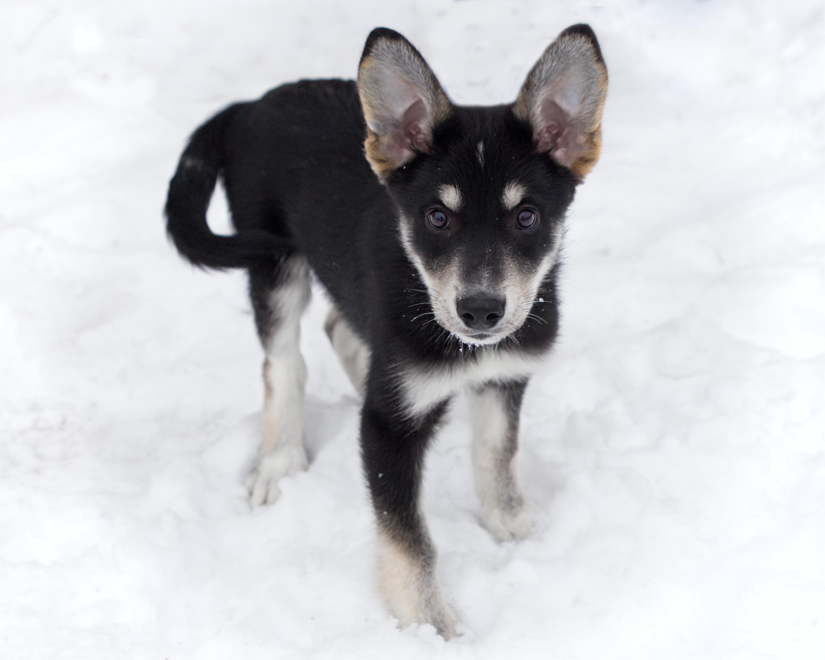 Enlarge Kuro, an adoptable mixed breed in Winnipeg, MB image 3/3
