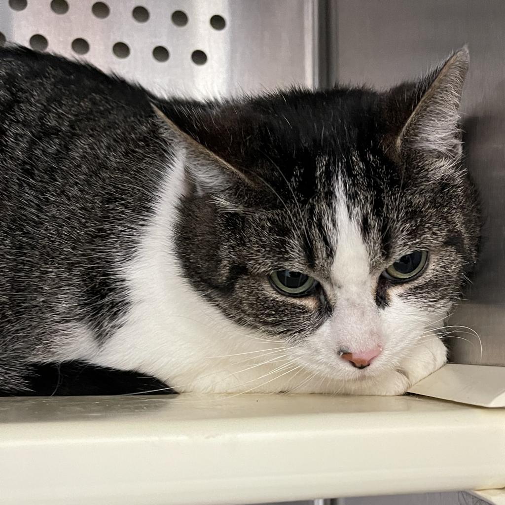 Martha, Adoptable, Adult Female Domestic Short Hair.