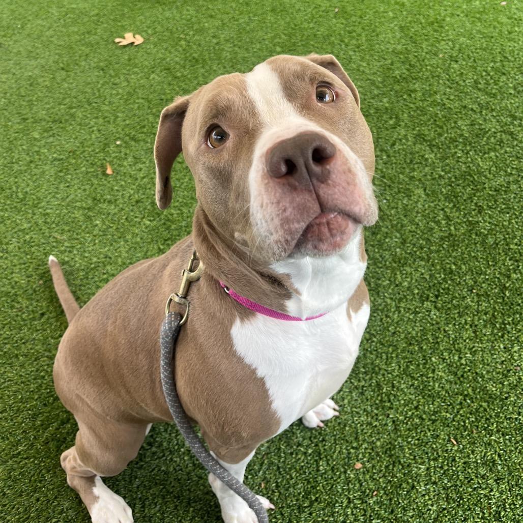 Enlarge Caily, a Adoptable Pit Bull Terrier in Warwick, RI image 1/2