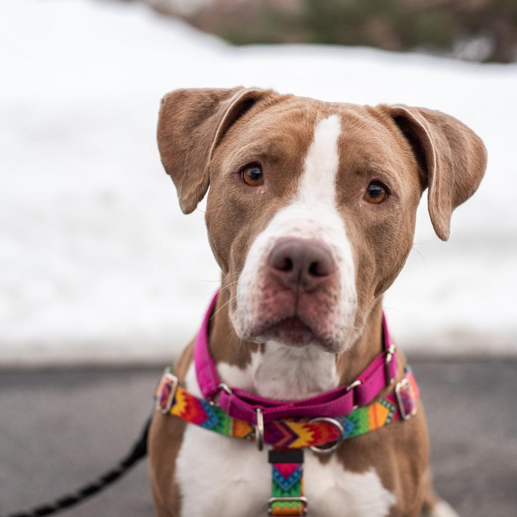 Enlarge Caily, a Adoptable Pit Bull Terrier in Warwick, RI image 2/2